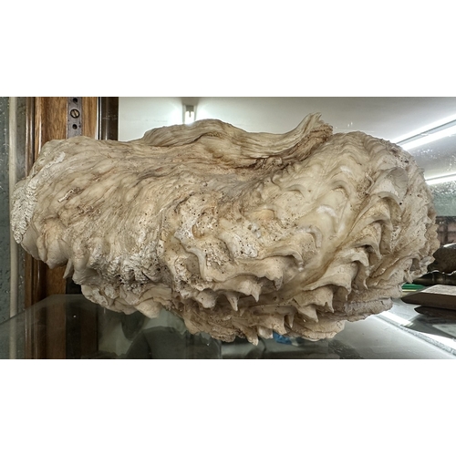 245 - Large heavy natural seashell - Approx L: 30cm