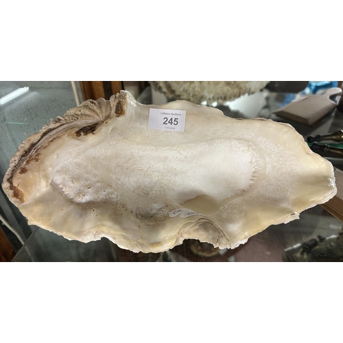 245 - Large heavy natural seashell - Approx L: 30cm