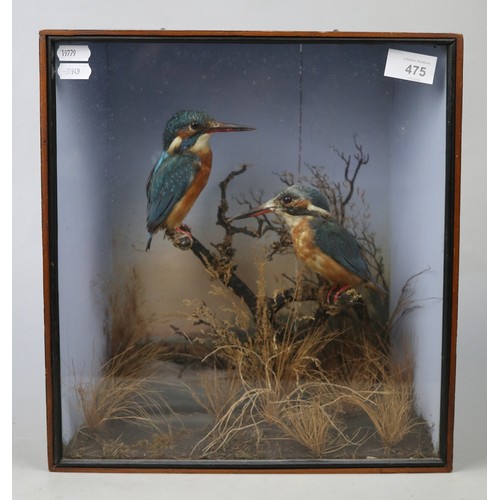 475 - Antique taxidermy cased kingfishers