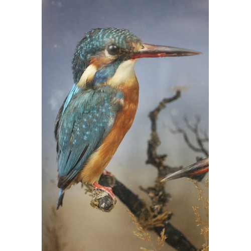 475 - Antique taxidermy cased kingfishers