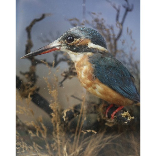 475 - Antique taxidermy cased kingfishers