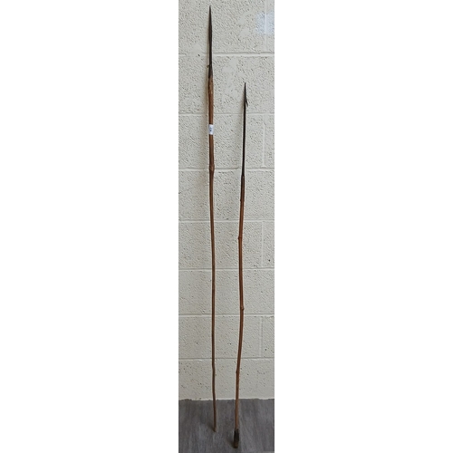 238 - 2 African spears