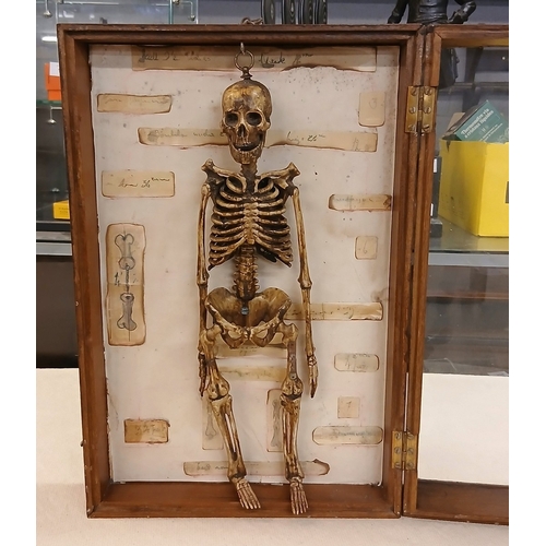 Vintage model of a skeleton in display case