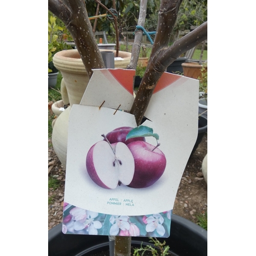 75 - Potted apple tree
