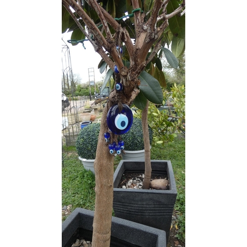 87 - Pair of potted Rhododendron trees