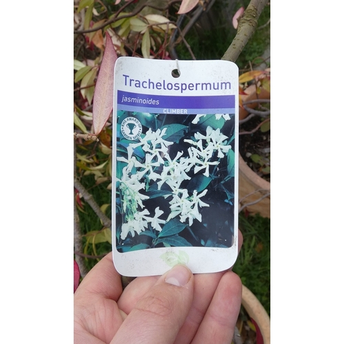 97 - Pair of Accer trees