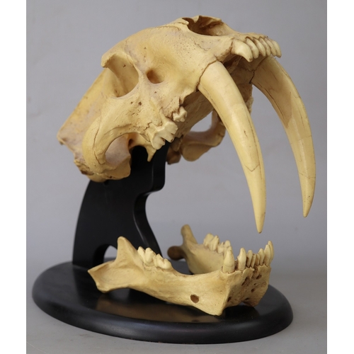 249 - Life size cast of sabre tooth tiger skull, originally displayed in New York National History Museum