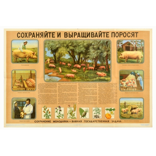 Propaganda Poster Save And Raise Piglets USSR Farming Soviet Husbandry. Original vintage Soviet propaganda poster - Save and raise piglets. Preservation of young animals is an important state task - featuring illustrations of sow care, sow with offsprings in the pen, vaccination against paratyphoid, boars in camp houses, quartz irradiation of piglets in winter, feeding youngsters from self-feeders, fattening pigs in summer camps, with an article in the middle about the state farm Nikonovskoye, Bronnitsky district, Moscow region - the oldest breeding farm in the country, with images of feeding cultures below. Horizontal. Good condition, folds, creasing, small tears on edges, small paper losses on edges. Country of issue: USSR, designer: I.A. Vorobyova, size (cm): 58x87, year of printing: 1957.