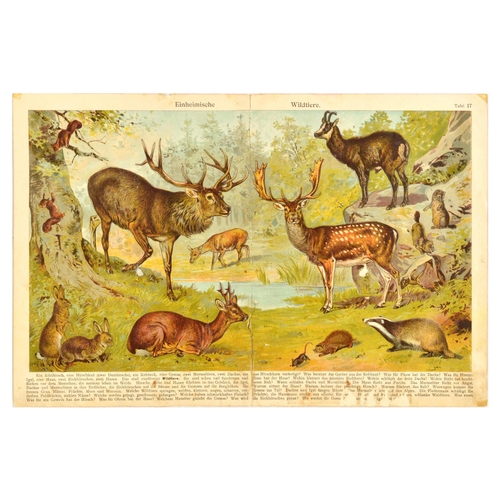 12 - Animal Chromolithograph Print Set Wild Animals Woodland Fruit. Set of 3 antique magazine centrefolds... 