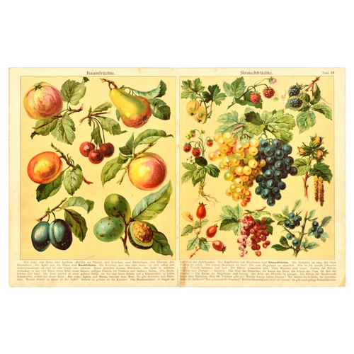 12 - Animal Chromolithograph Print Set Wild Animals Woodland Fruit. Set of 3 antique magazine centrefolds... 