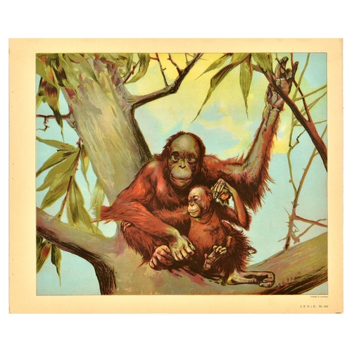 19 - Antique Print Lithograph School Aid Set Elephant Zebra Camel Buffalo Schreiber. Set of 8 original an... 