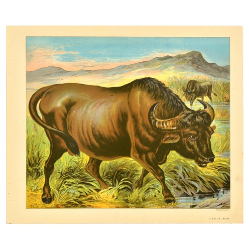 19 - Antique Print Lithograph School Aid Set Elephant Zebra Camel Buffalo Schreiber. Set of 8 original an... 