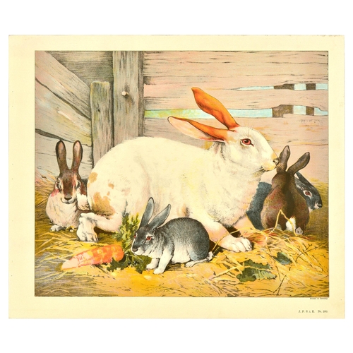 20 - Antique Print Lithograph School Aid Set Geese Pigeon Duck Turkey Rabbit Schreiber. Set of 8 original... 