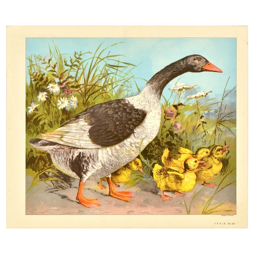 20 - Antique Print Lithograph School Aid Set Geese Pigeon Duck Turkey Rabbit Schreiber. Set of 8 original... 