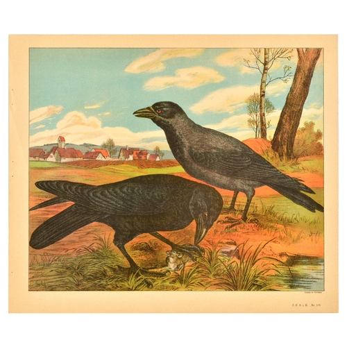 20 - Antique Print Lithograph School Aid Set Geese Pigeon Duck Turkey Rabbit Schreiber. Set of 8 original... 