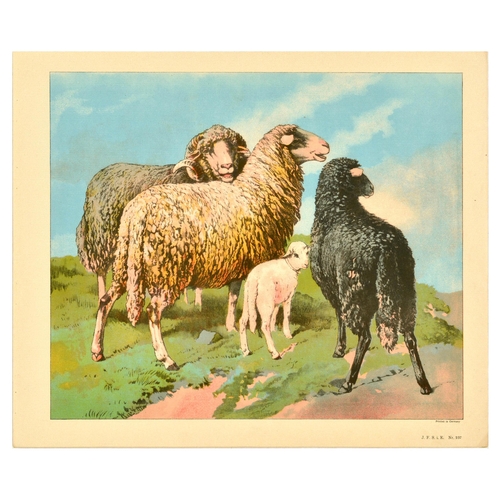 20 - Antique Print Lithograph School Aid Set Geese Pigeon Duck Turkey Rabbit Schreiber. Set of 8 original... 