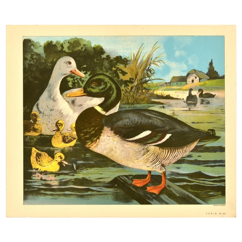 20 - Antique Print Lithograph School Aid Set Geese Pigeon Duck Turkey Rabbit Schreiber. Set of 8 original... 