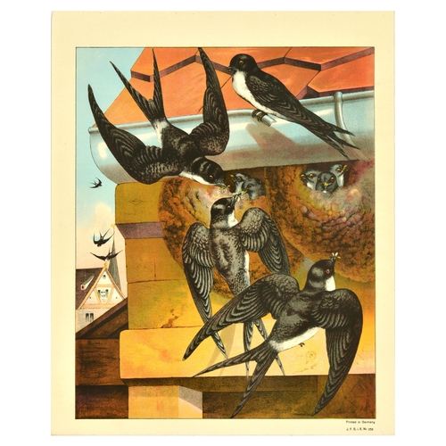 20 - Antique Print Lithograph School Aid Set Geese Pigeon Duck Turkey Rabbit Schreiber. Set of 8 original... 