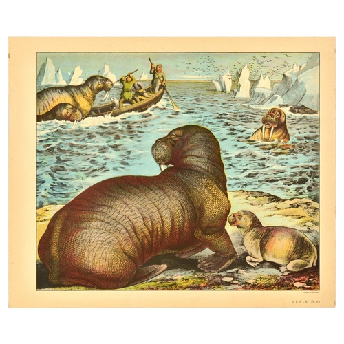 21 - Antique Print Lithograph School Aid Goat Donkey Rat Bear Walrus Buffalo Schreiber. Set of 8 original... 