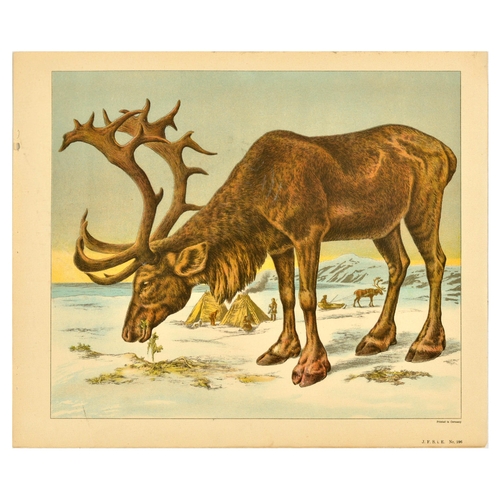 21 - Antique Print Lithograph School Aid Goat Donkey Rat Bear Walrus Buffalo Schreiber. Set of 8 original... 