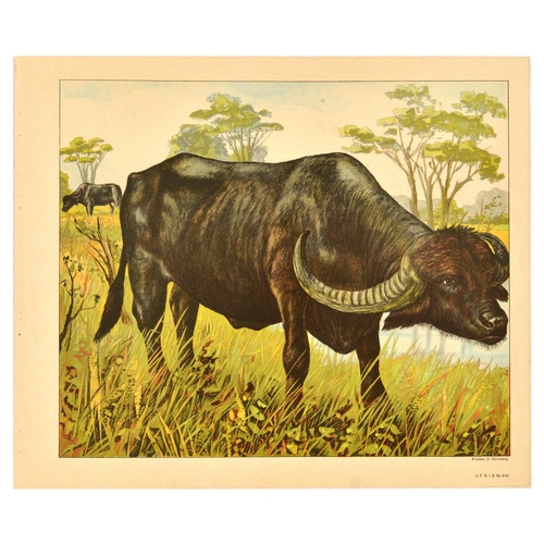 21 - Antique Print Lithograph School Aid Goat Donkey Rat Bear Walrus Buffalo Schreiber. Set of 8 original... 