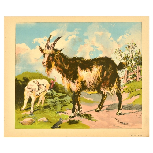 21 - Antique Print Lithograph School Aid Goat Donkey Rat Bear Walrus Buffalo Schreiber. Set of 8 original... 