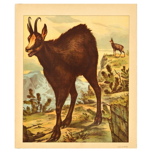 21 - Antique Print Lithograph School Aid Goat Donkey Rat Bear Walrus Buffalo Schreiber. Set of 8 original... 