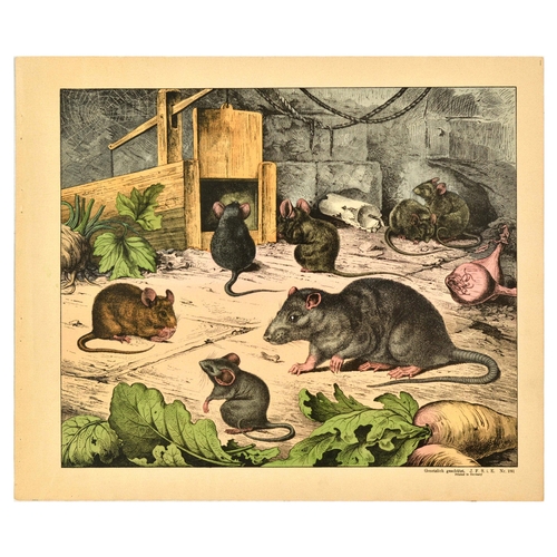 21 - Antique Print Lithograph School Aid Goat Donkey Rat Bear Walrus Buffalo Schreiber. Set of 8 original... 