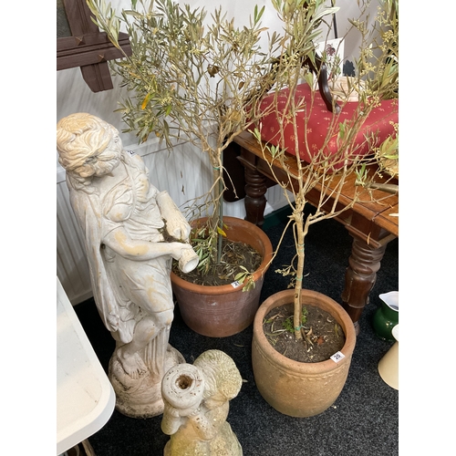 21 - Terracotta planted olive tree