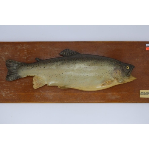 22 - Impressive rainbow trout casting modelled by R Ward (see label) including board measures approx. 77c... 