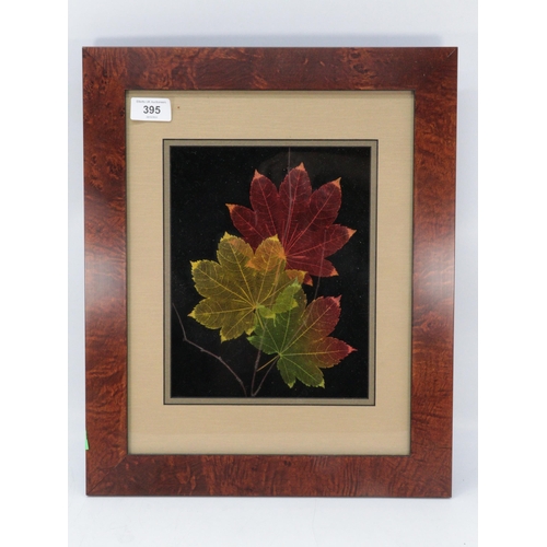 391 - Framed and glazed vine maple leaves, approx. 19cm x 25cms