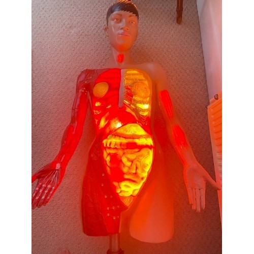 186 - Anatomical medical light up torso teaching aid trade/spares/repairs. Approx. 107cm tall (Vendor has ... 