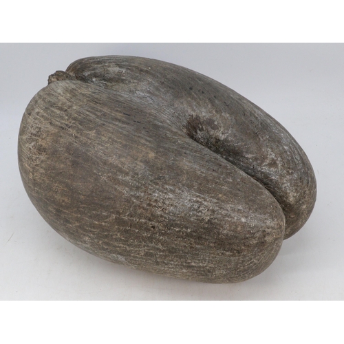 16 - Large Coco-De-Mer from the Seychelles. Complete and  un-worked with no cracks or holes. Brought back... 