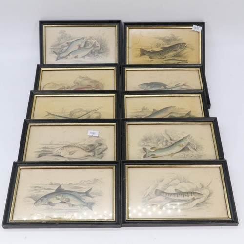 83 - 10 framed coloured etchings of fish by Stewart Delt (approx. size 16.5cm x 9.5cm)