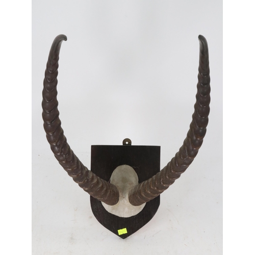 101 - Shield mounted set of Antlers