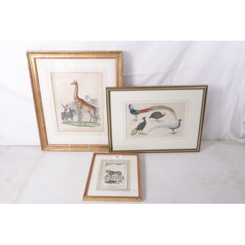 395 - Three antique framed animal etchings to include The Cameleopard, similar etching of birds and a Lion