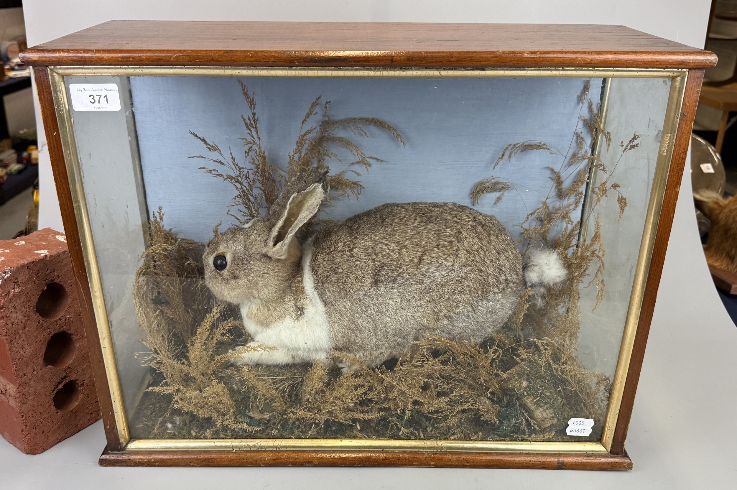 Taxidermy Rabbit in Display Case - Approx W53cm D22cm H41cm