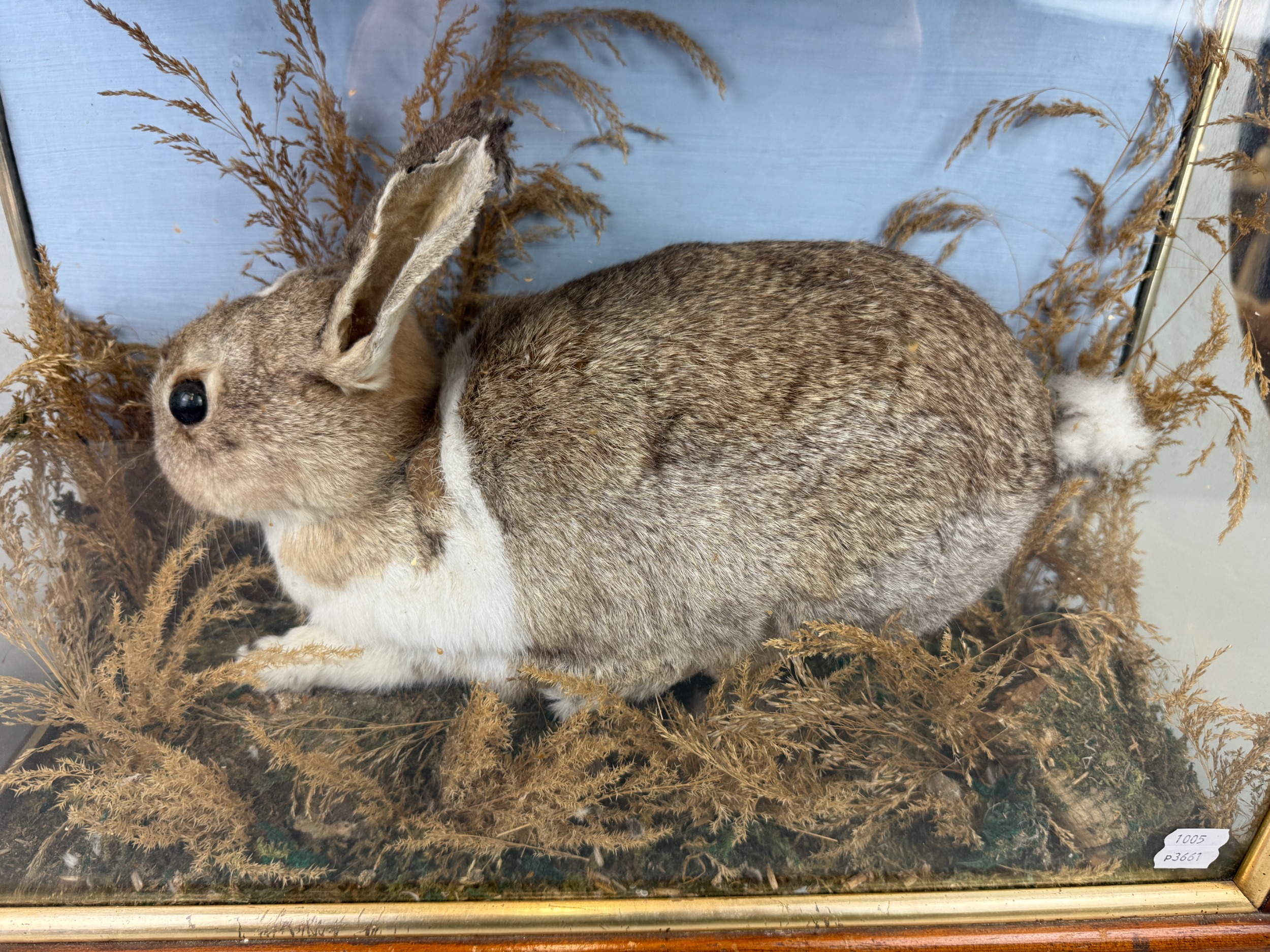 Taxidermy Rabbit in Display Case - Approx W53cm D22cm H41cm