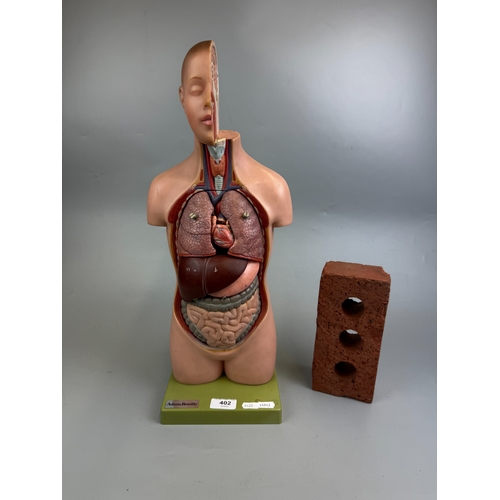 Adam Rouilly Educational Anatomical Model Dates 1954 Approx. H 52cm