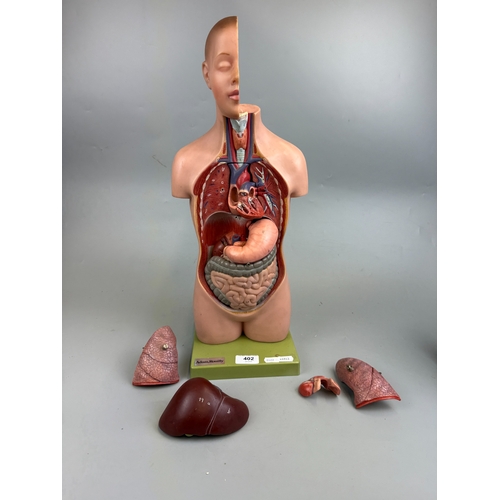 Adam Rouilly Educational Anatomical Model Dates 1954 Approx. H 52cm