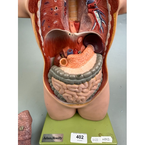 Adam Rouilly Educational Anatomical Model Dates 1954 Approx. H 52cm