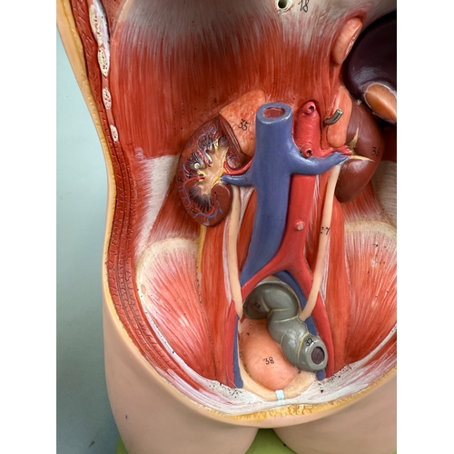 Adam Rouilly Educational Anatomical Model Dates 1954 Approx. H 52cm