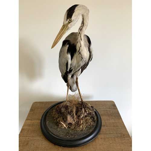 165 - An early 20th Century taxidermy study of a heron standing on realistic wood and foliage base, label ... 