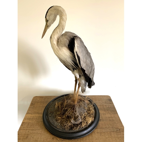 165 - An early 20th Century taxidermy study of a heron standing on realistic wood and foliage base, label ... 