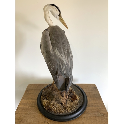 165 - An early 20th Century taxidermy study of a heron standing on realistic wood and foliage base, label ... 