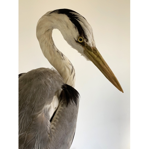 165 - An early 20th Century taxidermy study of a heron standing on realistic wood and foliage base, label ... 