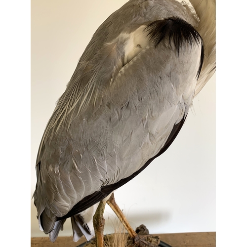 165 - An early 20th Century taxidermy study of a heron standing on realistic wood and foliage base, label ... 