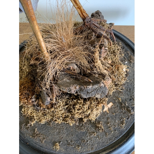 165 - An early 20th Century taxidermy study of a heron standing on realistic wood and foliage base, label ... 