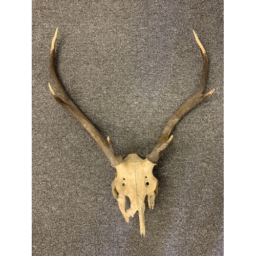 23 - An unmounted deer skull with antlers, approx. 29