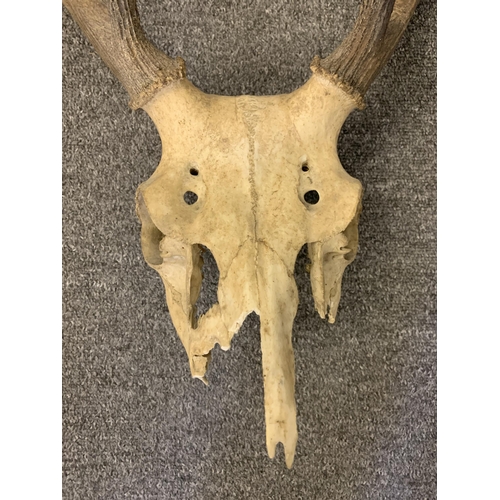 23 - An unmounted deer skull with antlers, approx. 29